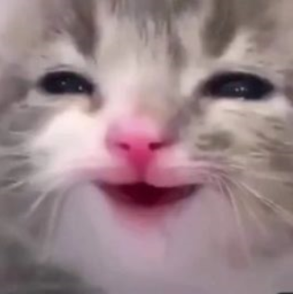 Emoji 13388-cat-happy