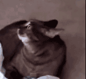 Emoji 34636-catalert