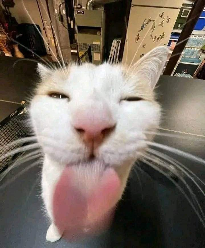 Emoji 39580-gato