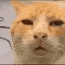 Emoji 44307-huh-smoother-cat