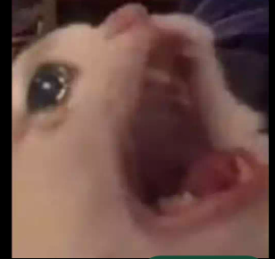 Emoji 48255-cat-in-agony