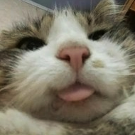 Emoji 6835-cat-derp