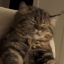 Emoji 70190-oh-yeah-scritchies-cat