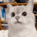 Emoji 73949-cat-nope
