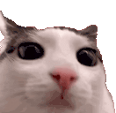 Emoji 74086-cat-plink