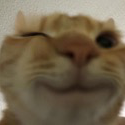 Emoji 81164-catwink
