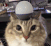 Emoji 92299-cat-alert