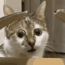 Emoji 98222-cat-wtf