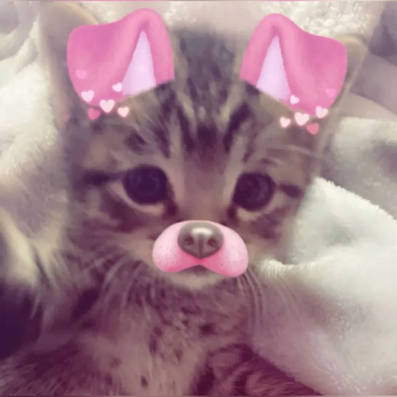Emoji 99026-kawaicat